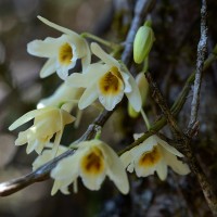 Dendrobium heterocarpum Wall. ex Lindl.